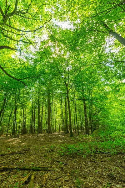 Bosco selvatico verde europeo in estate . — Foto Stock