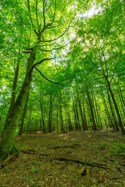 Bosco selvatico verde europeo in estate . — Foto Stock