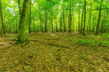 Yaz yeşil Avrupa vahşi ormanda.