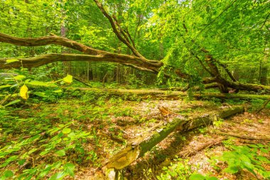 Yaz yeşil Avrupa vahşi ormanda.