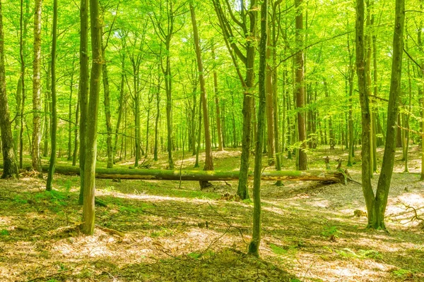 Groene Europese wilde bos in de zomer. — Stockfoto