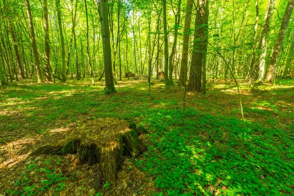 Πράσινο Ευρωπαϊκό άγριο δάσος καλοκαίρι. — Φωτογραφία Αρχείου