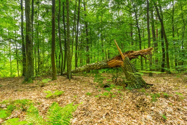 Green european wild forest in summer. — Stock Photo, Image