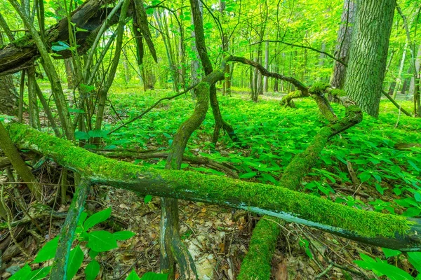 Зелений європейський ліс влітку . — стокове фото