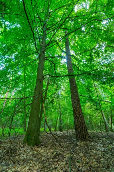 Groene Europese wilde bos in de zomer. — Stockfoto