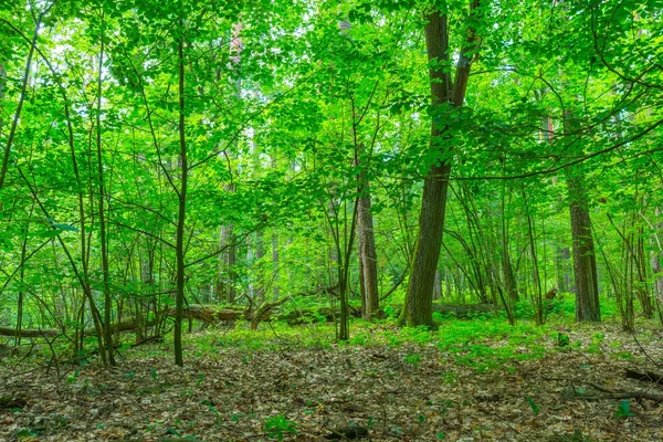 Zelený Evropské divokého lesa v létě. — Stock fotografie