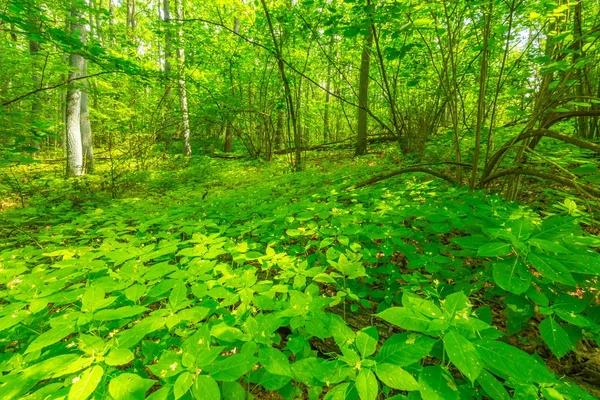 Groene Europese wilde bos in de zomer. — Stockfoto