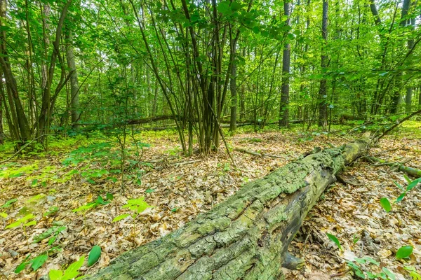 Floresta selvagem europeia verde no verão . — Fotografia de Stock