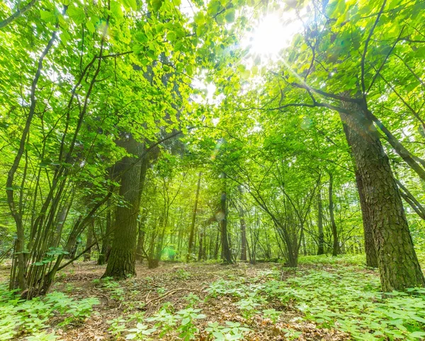 Groene Europese wilde bos in de zomer. — Stockfoto