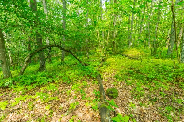 Bosque salvaje europeo verde en verano . —  Fotos de Stock