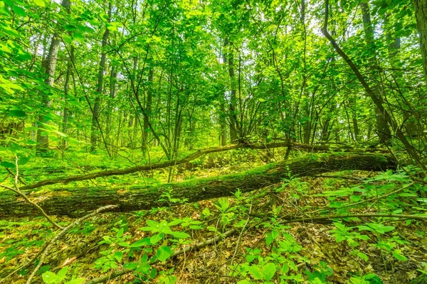 Green european wild forest in summer. — Stock Photo, Image