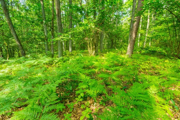 Groene Europese wilde bos in de zomer. — Stockfoto