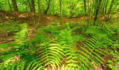 Yaz yeşil Avrupa vahşi ormanda.