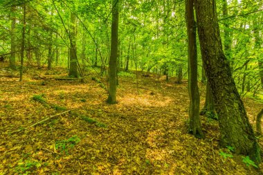 Yaz yeşil Avrupa vahşi ormanda.