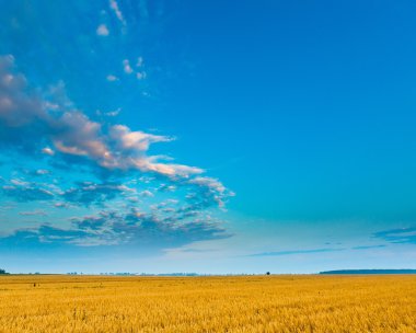 Güneş doğarken fotoğrafını güzel tahıl alan manzara