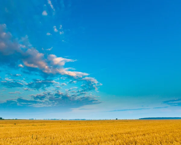 Zbóż piękny pole krajobraz sfotografowany w sunrise — Zdjęcie stockowe