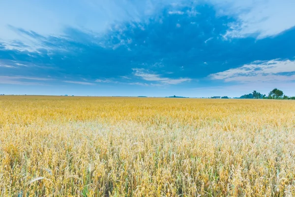 日の出撮影美しい穀物フィールド風景 — ストック写真