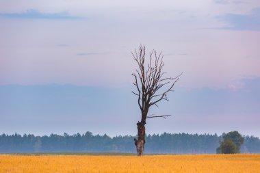 Güneş doğarken fotoğrafını güzel tahıl alan manzara