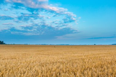 Güneş doğarken fotoğrafını güzel tahıl alan manzara