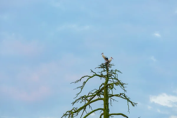 Zwei Störche sitzen auf altem abgestorbenen Baum — Stockfoto