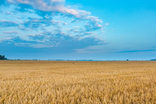 Mooie granen veld landschap gefotografeerd bij zonsopgang — Stockfoto