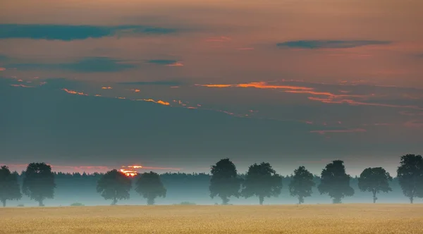 Sunrise over corn fields and distant trees alley — Stock Photo, Image