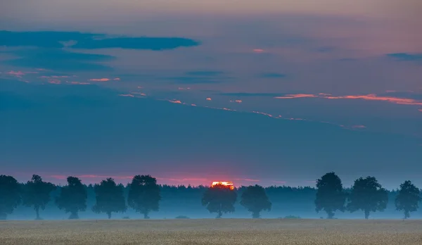 Sonnenaufgang über Maisfeldern und entlegenen Baumalleen — Stockfoto