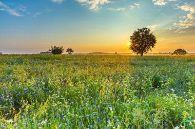 Yaz gündoğumu otlar ile çiçeklenme buğday alanın üzerinde