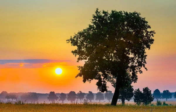 Salida del sol de verano sobre campos y siluetas de árboles — Foto de Stock