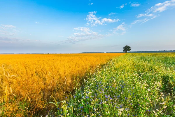 Mistige ochtend landschap met granen veld onder mooie hemel. — Stockfoto