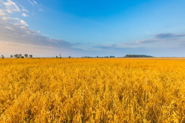 Mistige ochtend landschap met granen veld onder mooie hemel. — Stockfoto