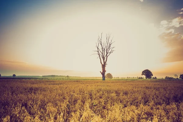 Neblige Morgenlandschaft mit Getreidefeld unter schönem Himmel. — Stockfoto