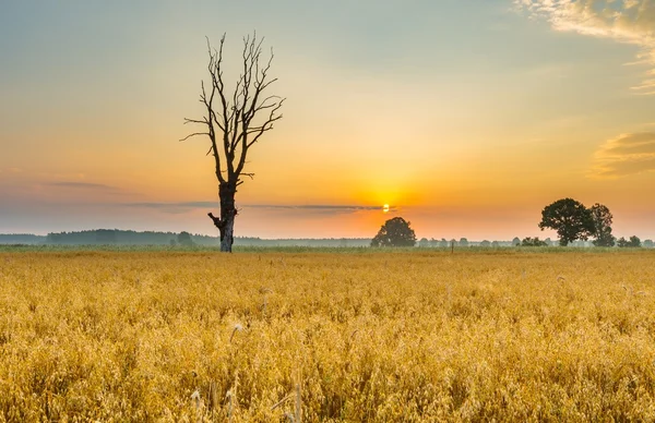 Paisaje nublado de la mañana con campo de cereales bajo hermoso cielo . —  Fotos de Stock