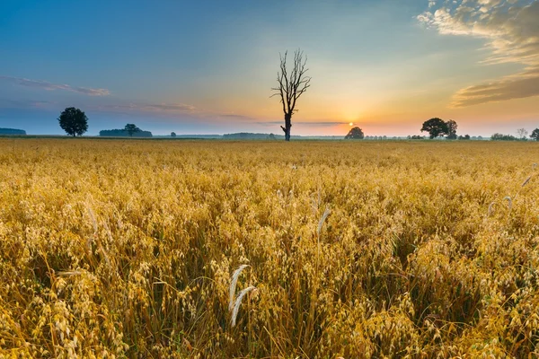 Neblige Morgenlandschaft mit Getreidefeld unter schönem Himmel. — Stockfoto