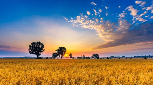 Paisagem de manhã nebulosa com campo de cereais sob céu bonito . — Fotografia de Stock