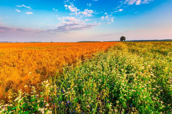 雑草と満開のそば畑の夏の日の出 — ストック写真