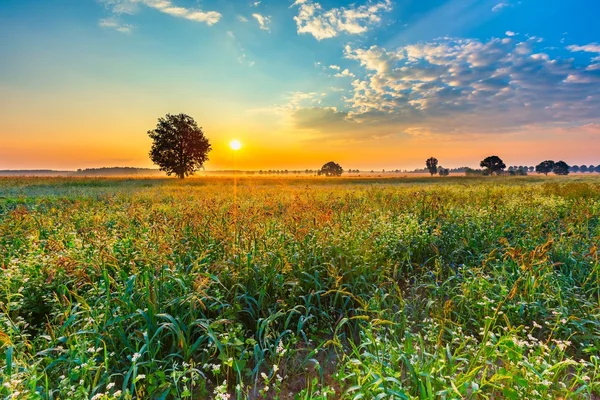 Lever de soleil d'été sur le champ de sarrasin fleuri avec des mauvaises herbes — Photo