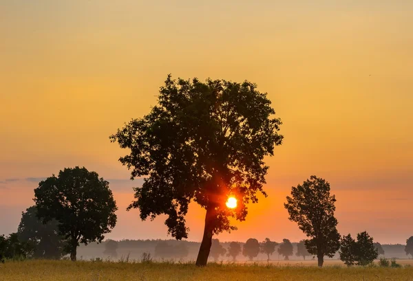 Salida del sol de verano sobre campos y siluetas de árboles — Foto de Stock