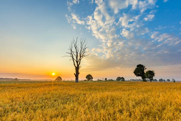 Champ de céréales avec vieil arbre, paysage photographié le matin — Photo