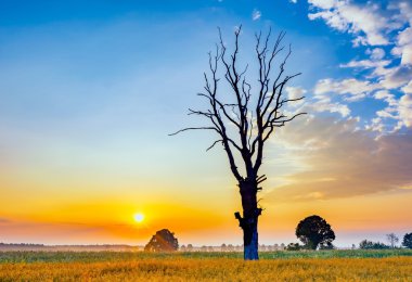 Mısır gevreği alan eski ağaç, sabah fotoğraflandı manzara