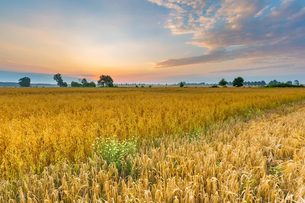 Mistige ochtend landschap met granen veld onder mooie hemel. — Stockfoto