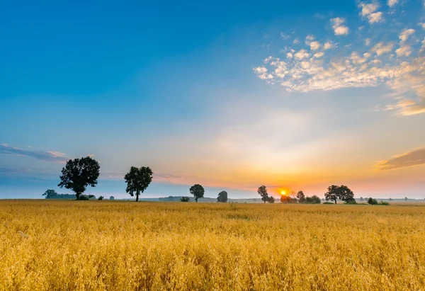 Neblige Morgenlandschaft mit Getreidefeld unter schönem Himmel. — Stockfoto