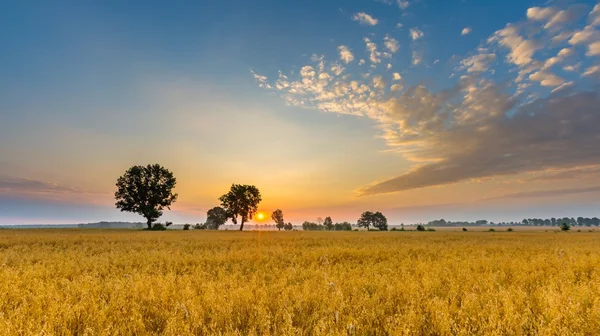 Paysage matinal brumeux avec champ de céréales sous un beau ciel . — Photo