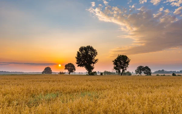 Paysage matinal brumeux avec champ de céréales sous un beau ciel . — Photo