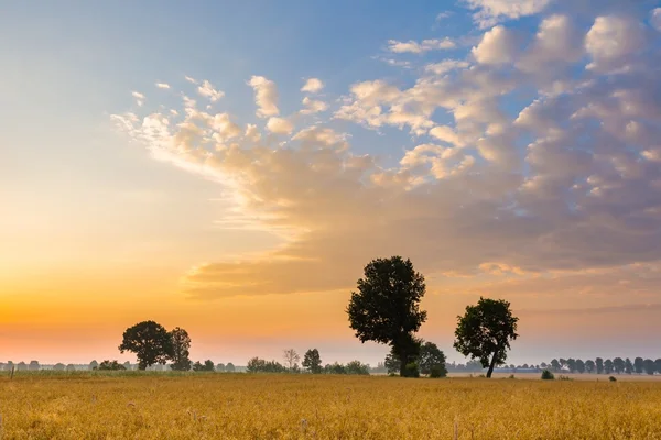 Paysage matinal brumeux avec champ de céréales sous un beau ciel . — Photo