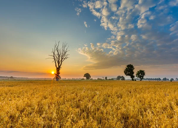 Mgliste rano krajobraz z pola zbóż w piękne niebo. — Zdjęcie stockowe