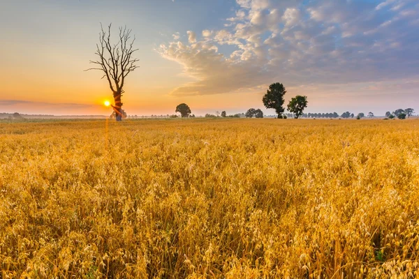 Paysage matinal brumeux avec champ de céréales sous un beau ciel . — Photo