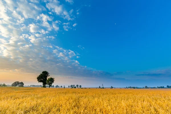 Paysage matinal brumeux avec champ de céréales sous un beau ciel . — Photo