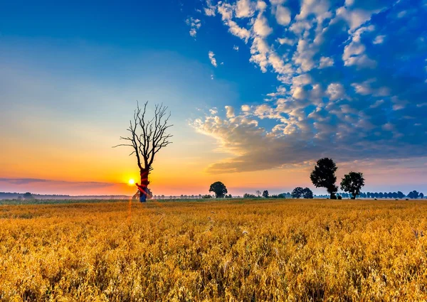 Mgliste rano krajobraz z pola zbóż w piękne niebo. — Zdjęcie stockowe