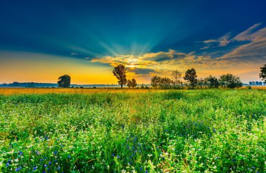 Buğday alan otlar ile yaz sabah peyzaj